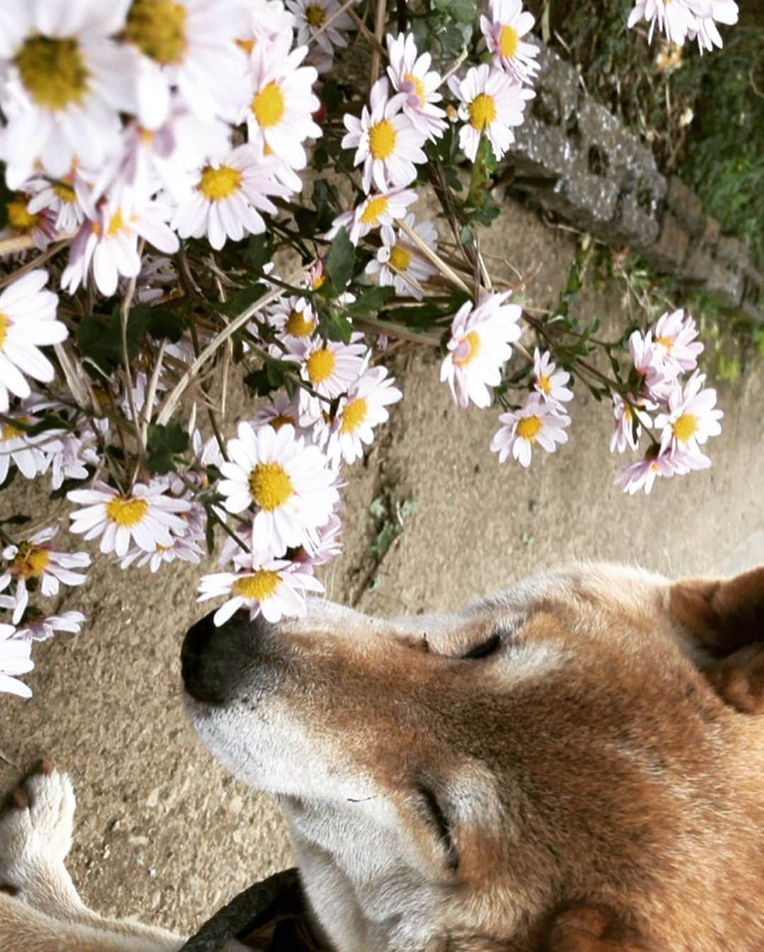 おーせさんのインスタグラム写真 - (おーせInstagram)「きれいなお花みつけたね♡  匂いだけ よたよたさんぽの あきらさん  帰りみち しっぽがたれる だっこだな  #柴犬#譲渡犬#出会いは譲渡買い#shiba#前庭疾患のあと#散歩道#15歳の老犬#柴スタグラム#笑う犬#犬好き#老犬」11月7日 20時54分 - oosedon