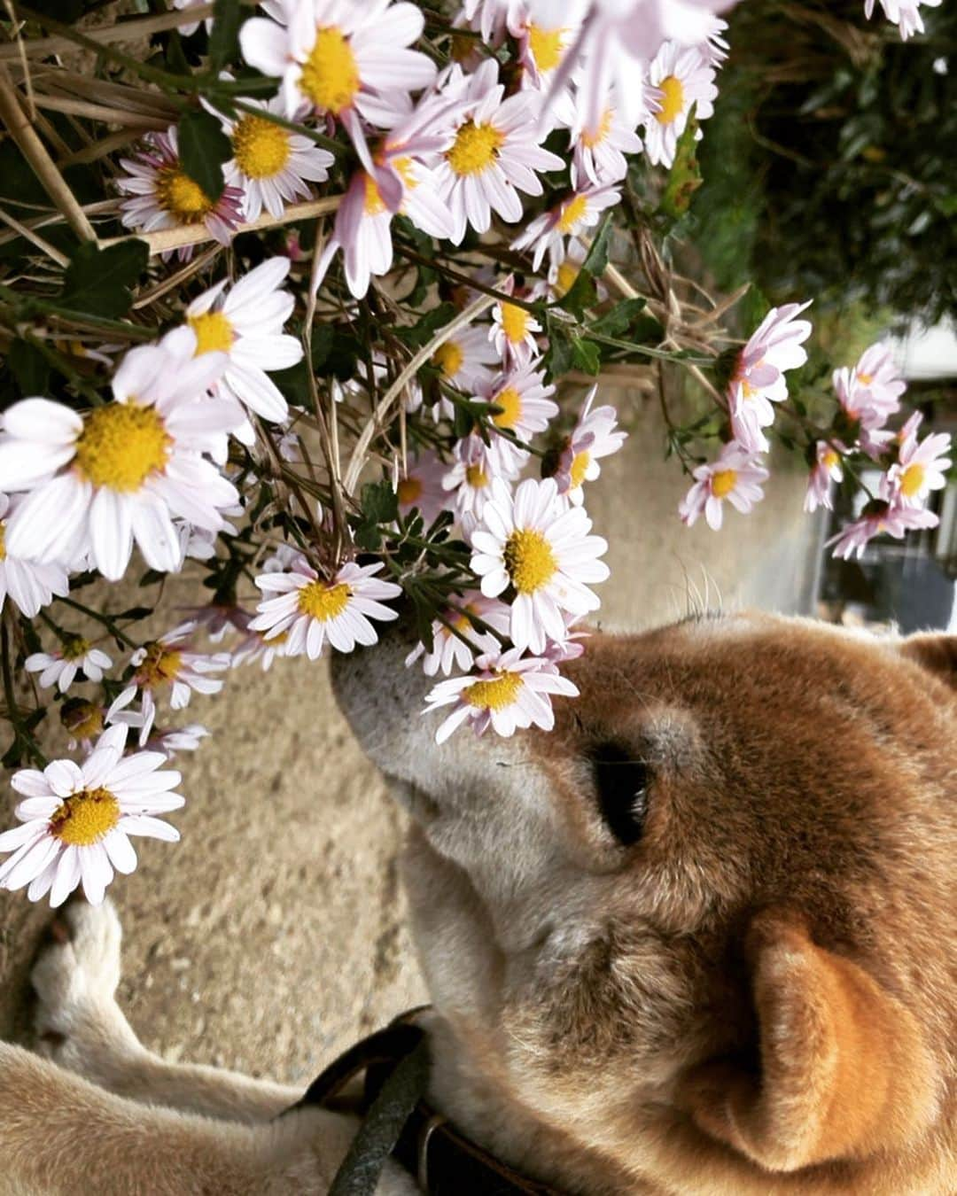 おーせさんのインスタグラム写真 - (おーせInstagram)「きれいなお花みつけたね♡  匂いだけ よたよたさんぽの あきらさん  帰りみち しっぽがたれる だっこだな  #柴犬#譲渡犬#出会いは譲渡買い#shiba#前庭疾患のあと#散歩道#15歳の老犬#柴スタグラム#笑う犬#犬好き#老犬」11月7日 20時54分 - oosedon