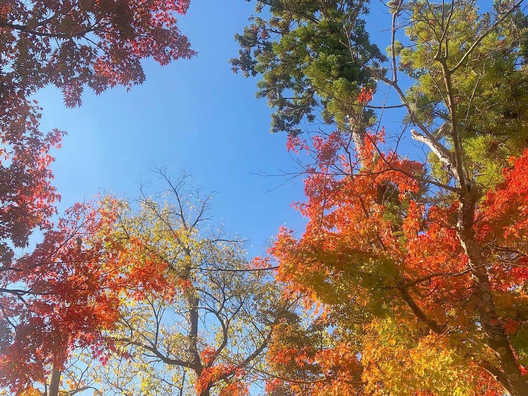 大槻瞳さんのインスタグラム写真 - (大槻瞳Instagram)「お散歩したくなる季節🍁  紅葉の花言葉、 「大切な思い出」「美しい変化」は あまりにもしっくりくる。 *  #fallcolors#autumn#love#japan #紅葉#日本#信州#松代」11月7日 21時27分 - hitomi_otsuki_55