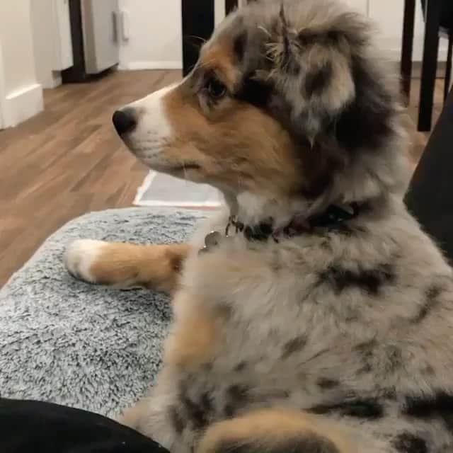 The Critter Havenのインスタグラム：「Just chilling Video by @teddytheaussie623  #TheCritterHaven」