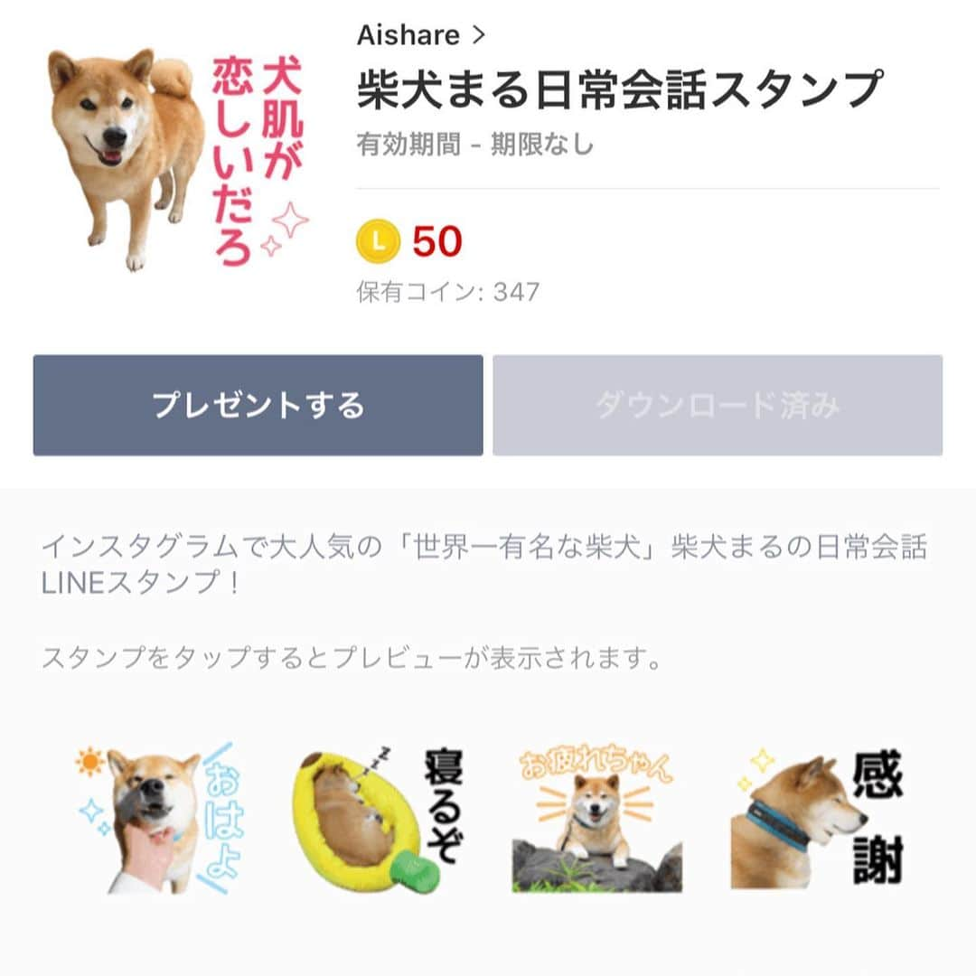 まる（まるたろう）さんのインスタグラム写真 - (まる（まるたろう）Instagram)「Good Night!✨🐶💤✨まるのLINEスタンプに新しいシリーズが追加されたよ〜 #普段使いで使えるバージョンです #じゃんじゃん使ってね #寝るぞ #柴犬まるラインスタンプシリーズ」11月7日 22時58分 - marutaro