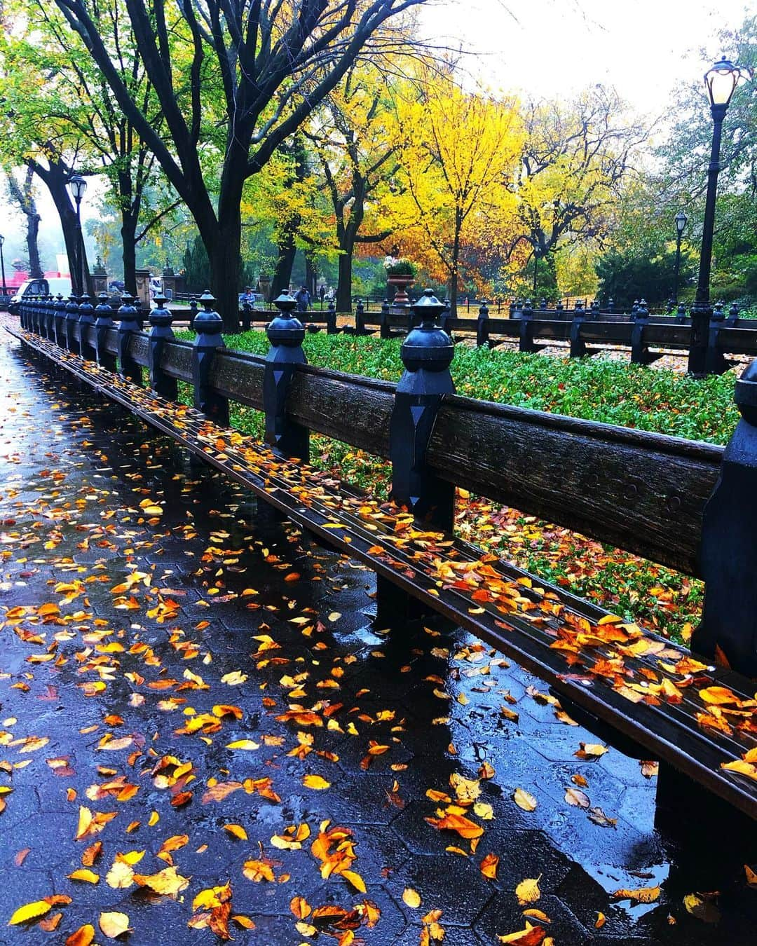 ラファエル・スバージさんのインスタグラム写真 - (ラファエル・スバージInstagram)「#fallcolors🍁🍂 #centralpark  #newyork」11月8日 0時26分 - raphaelsbarge