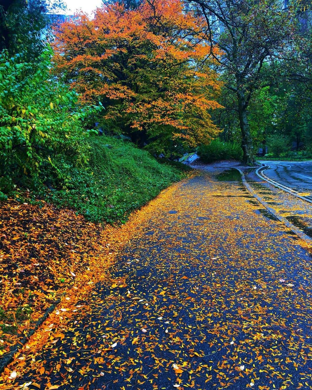 ラファエル・スバージさんのインスタグラム写真 - (ラファエル・スバージInstagram)「#fallcolors🍁🍂 #centralpark  #newyork」11月8日 0時26分 - raphaelsbarge