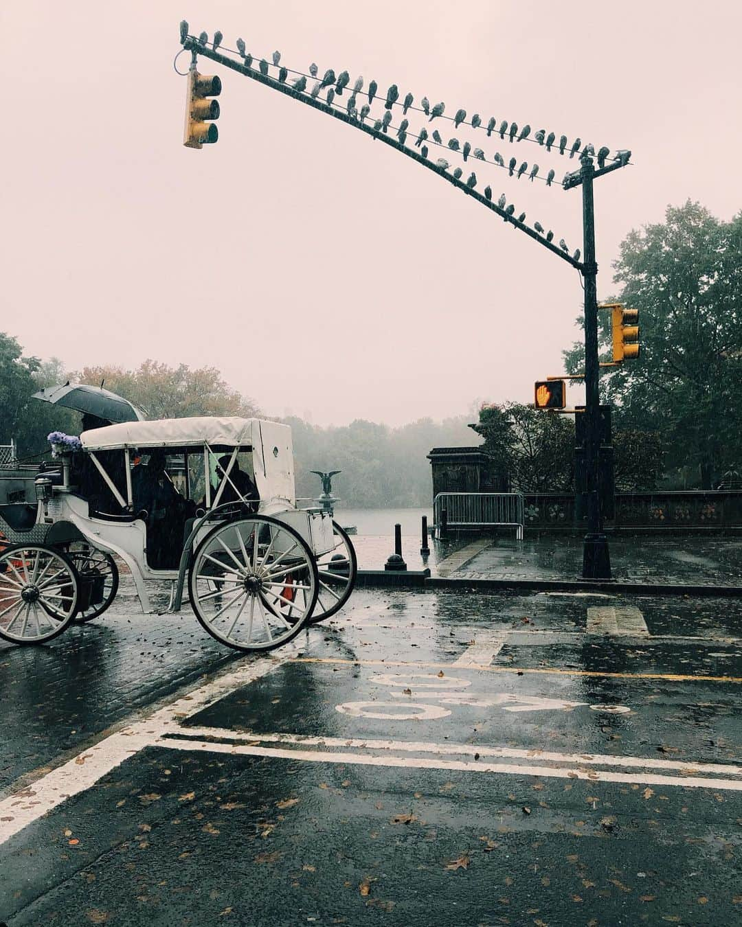 ラファエル・スバージさんのインスタグラム写真 - (ラファエル・スバージInstagram)「#fallcolors🍁🍂 #centralpark  #newyork」11月8日 0時26分 - raphaelsbarge