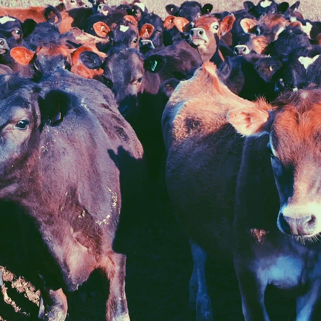 佐藤亜耶さんのインスタグラム写真 - (佐藤亜耶Instagram)「. 🐮🐮🐮🐮 #newzealand」11月8日 0時47分 - aya_sato_49