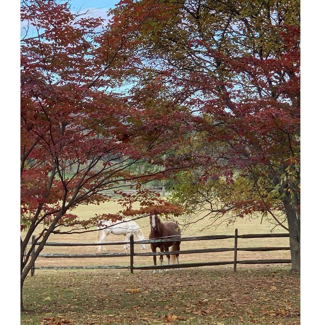 ヨランダ・ハディッドさんのインスタグラム写真 - (ヨランダ・ハディッドInstagram)「❤️ Since I have moved from Sunny Beverly Hills to the east coast I’ve really fallen in love with the four seasons and how each and everyone of them has such special feeling to it...... I’ve learned to be much more connected to Mother Earth and it’s fascinating cycles.  The colors of fall are so breath taking, as the leaves are starting to drop it shows us how beautiful it can be to let things go.... #EastCoastBeauty  #Fall #FarmLife #LettingGo」11月8日 1時51分 - yolanda.hadid