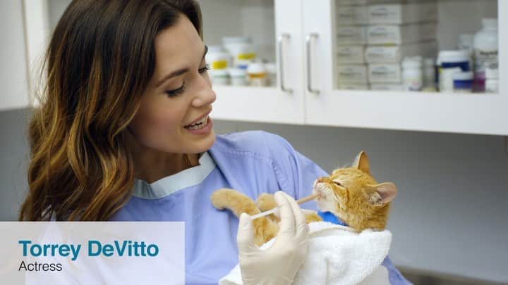 トーレイ・デヴィートのインスタグラム：「I couldn’t be happier to partner with @PAWSChicago, the Midwest’s largest No Kill animal  shelter, to support their No Kill mission to save homeless pets! PAWS Chicago’s Lifeline monthly  giving program enables them to provide shelter, medical care, rehabilitation and behavioral  enrichment for thousands of homeless, injured and neglected animals every year. When you  become a Lifeline donor, your monthly gift of $10, $15, or $20 will enable PAWS to save even  more. Will you be a lifeline for these homeless animals? Click the link in my bio to learn more ! ❤️ #pawschicago」