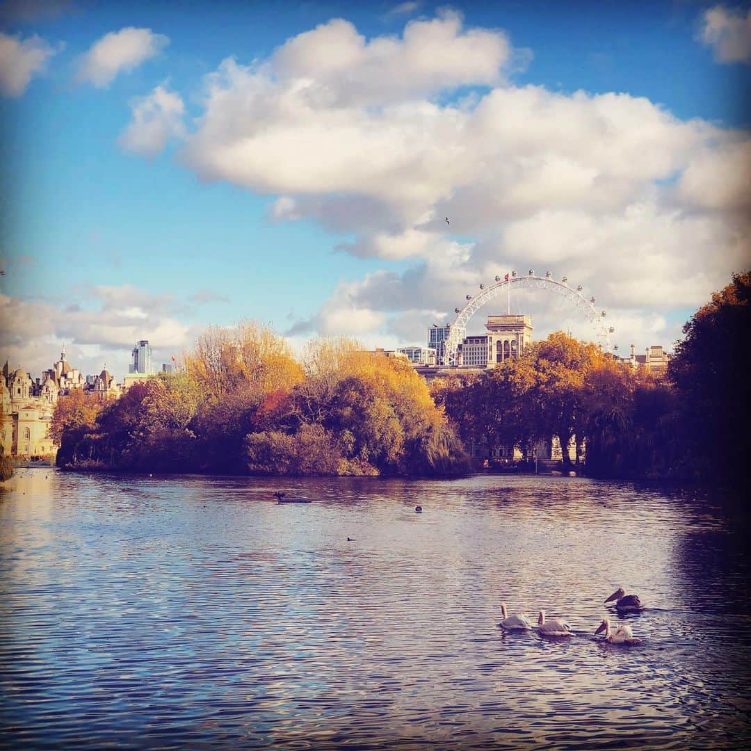 KOKIAのインスタグラム：「Beautiful beautiful autumn. #tokyo #japan #japon #kokia #photography #歌手 #コキア #insta #art #beautiful #picoftheday #follow #女性 #ソングライター #photooftheday #woman #jmusic #ボーカリスト #singer #songwriter #jpop #vocalist #voice #声 #ライブ #live #綺麗 #日本 #autumn」