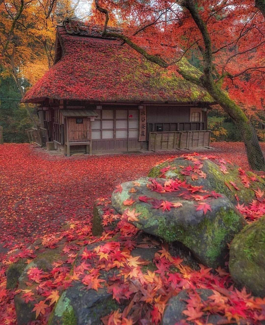 wonderful natureのインスタグラム：「Photo by @maru_pics check out his feed for more」
