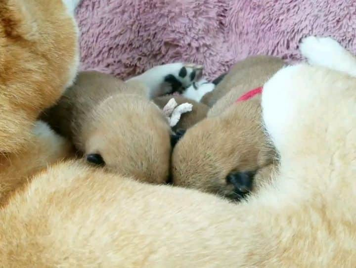 柴犬たま Shibainu Tamaのインスタグラム