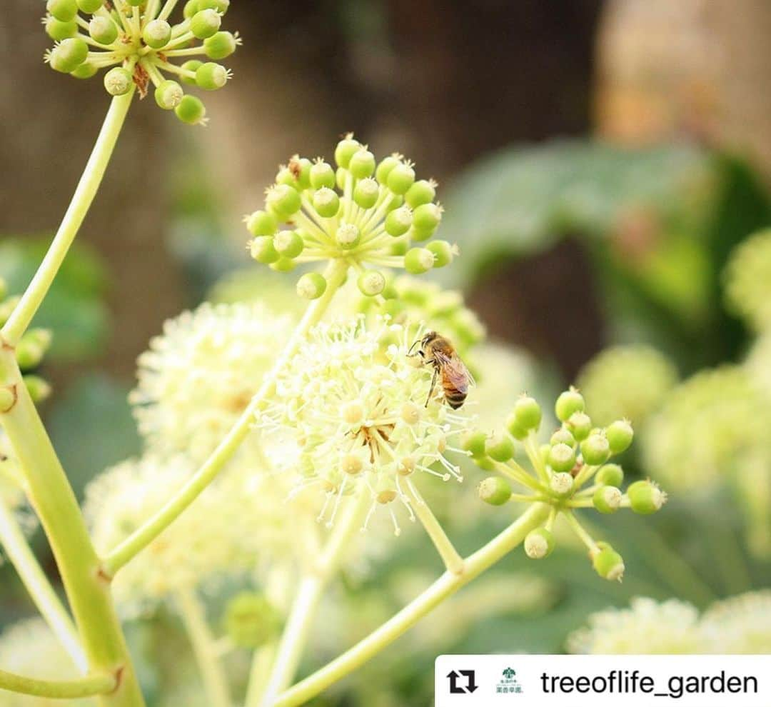 生活の木 Tree of life 【公式Instagram】のインスタグラム