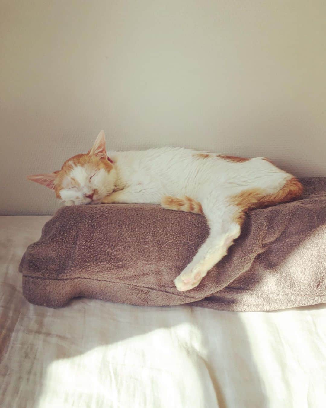 のインスタグラム：「お昼のひとときに、イオちゃんのまったり寝姿をどうぞ♡  #猫沢イオ　#胆汁ゲボリングで昨夜からちょっぴり不調」