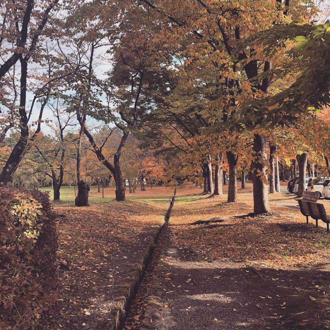 上杉洋史のインスタグラム：「Early autumn leaves in Hirosaki. #autumnleaves #aomori #hirosaki #redleaves」
