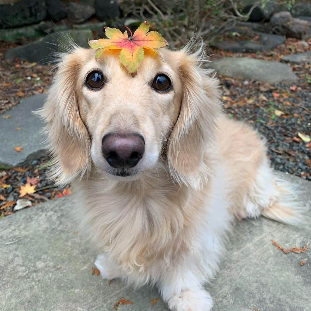 ハッチ＆ニコさんのインスタグラム写真 - (ハッチ＆ニコInstagram)「おは🍁🐶 ハッチ県の紅葉は終盤戦  #カメラ嫌い同好会 #pecoいぬ部 #犬の生活が第一 #癒しわんこ #dachshund #犬バカ部 #短足部 #ふわもこ部 #tokyocameraclub #東京カメラ部」11月8日 7時11分 - hacth427