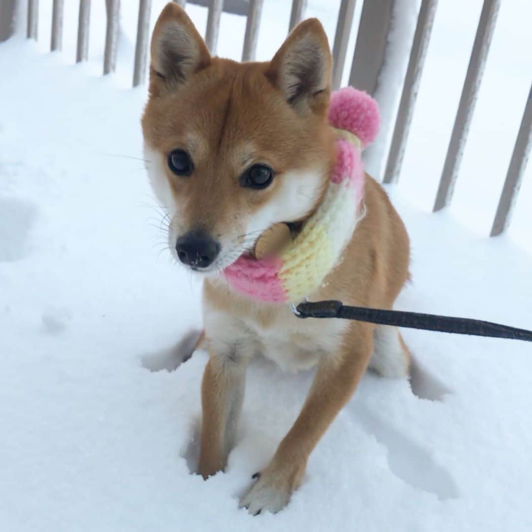 豆柴にこちゃんさんのインスタグラム写真 - (豆柴にこちゃんInstagram)「🐶 おはよー 北海道では雪降り始めたとかで。 ひさしぶりの雪ズボ動画です⛄️ （2枚目） . この冬も雪で遊びたい！ . #柴犬#豆柴#pecoいぬ部#犬#わんこ#犬#ここ柴部#shibainu#dog#mameshiba#pecotv#dog#いぬのきもち部#しばいぬ#しばけん#こいぬ#シバイヌ#いぬ#イヌ#ペット#日本犬#子犬#puppy##pet#시바견#강아지#개#barked#9gag」11月8日 7時18分 - nikochan.mame48