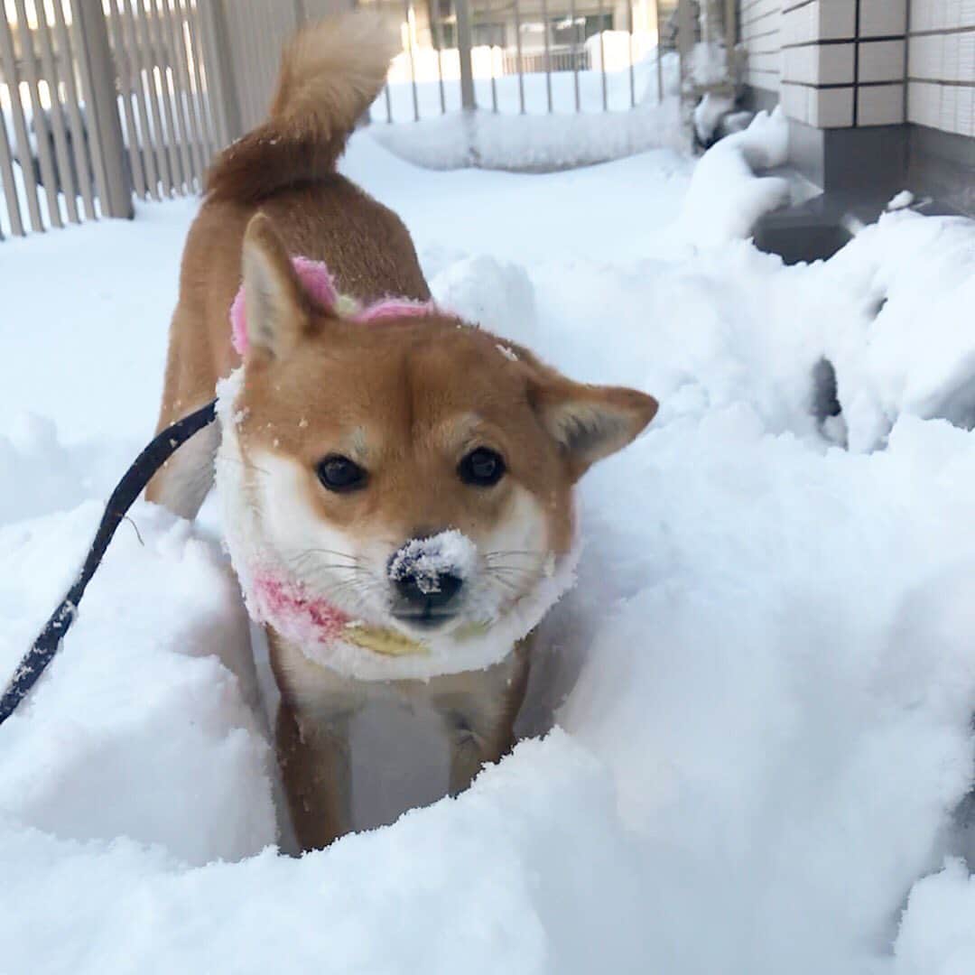 豆柴にこちゃんさんのインスタグラム写真 - (豆柴にこちゃんInstagram)「🐶 おはよー 北海道では雪降り始めたとかで。 ひさしぶりの雪ズボ動画です⛄️ （2枚目） . この冬も雪で遊びたい！ . #柴犬#豆柴#pecoいぬ部#犬#わんこ#犬#ここ柴部#shibainu#dog#mameshiba#pecotv#dog#いぬのきもち部#しばいぬ#しばけん#こいぬ#シバイヌ#いぬ#イヌ#ペット#日本犬#子犬#puppy##pet#시바견#강아지#개#barked#9gag」11月8日 7時18分 - nikochan.mame48
