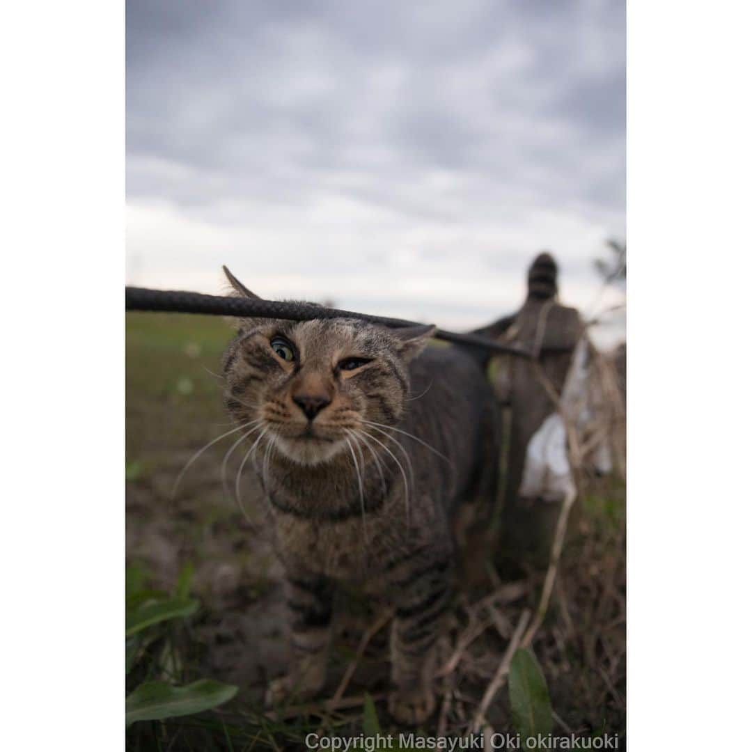 Masayukiさんのインスタグラム写真 - (MasayukiInstagram)「やっぱりヒモが好き。  おはようございます。 Good morning from Tokyo Japan☀️ #cat #ねこ」11月8日 8時18分 - okirakuoki