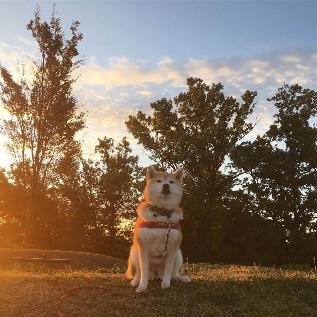 てんパパさんのインスタグラム写真 - (てんパパInstagram)「今週はずっと良い天気 空気ひんやりで、てんの足どりも軽やか #朝んぽ #丘の上のてん #世界遺産と天然記念物」11月8日 8時25分 - tenchan.shiba