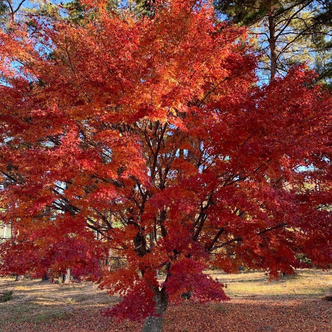 高橋克典さんのインスタグラム写真 - (高橋克典Instagram)「秋。  #紅葉　#色づいてきた」11月8日 8時27分 - katsunoritakahashiofficial
