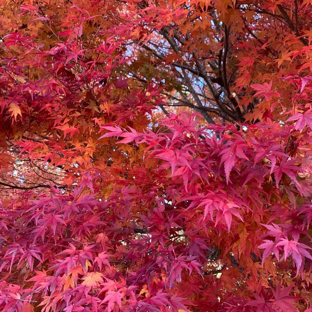 高橋克典さんのインスタグラム写真 - (高橋克典Instagram)「秋。  #紅葉　#色づいてきた」11月8日 8時27分 - katsunoritakahashiofficial