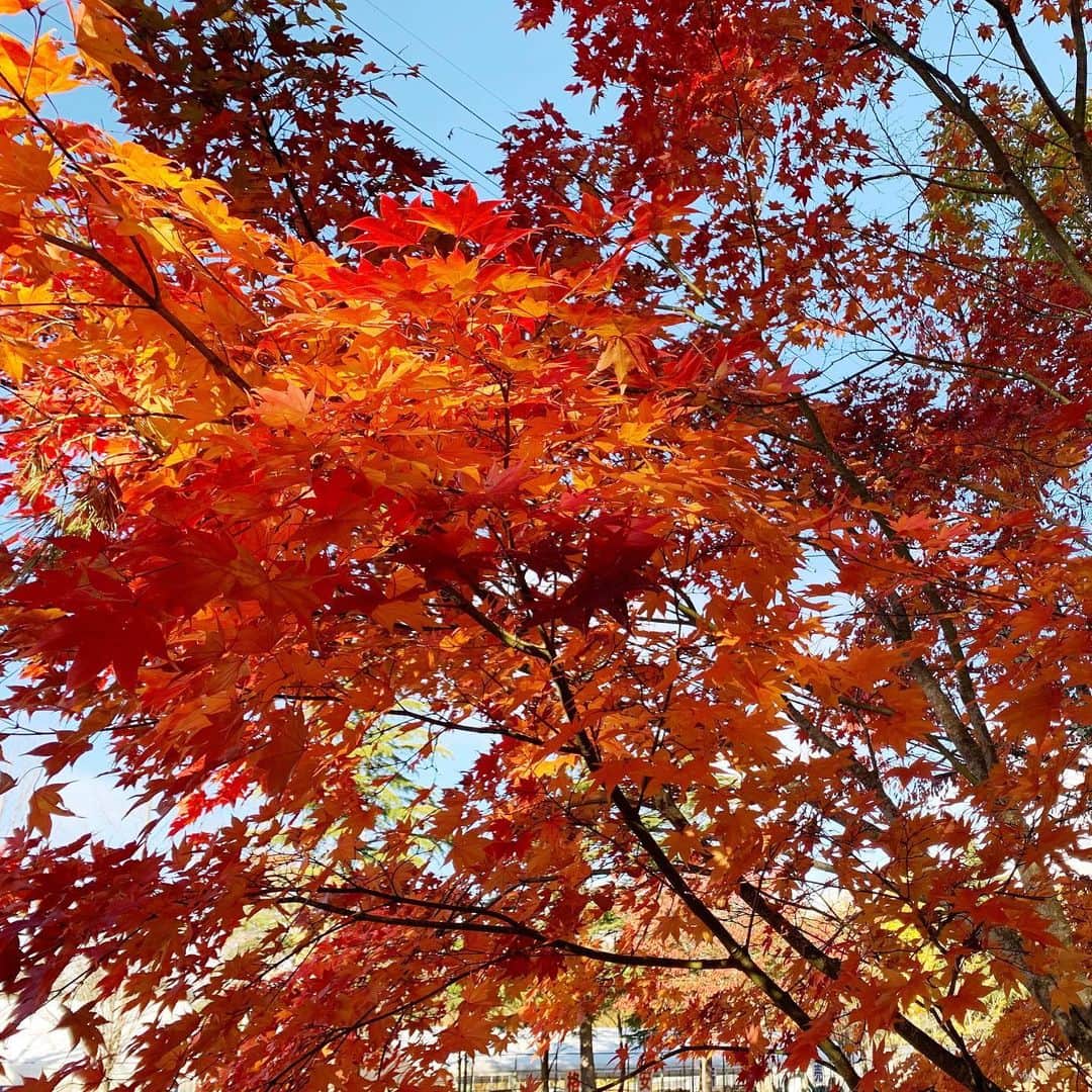 高橋克典さんのインスタグラム写真 - (高橋克典Instagram)「秋。  #紅葉　#色づいてきた」11月8日 8時27分 - katsunoritakahashiofficial