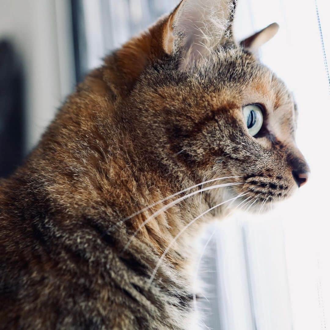 布川愛子さんのインスタグラム写真 - (布川愛子Instagram)「猫たち元気です☺️搬入と在廊で出かけるのを理解してるのか、朝からソワソワしながら見送ってくれました。私も久しぶりの一人の小さな旅でソワソワ」11月8日 8時49分 - aikofukawa