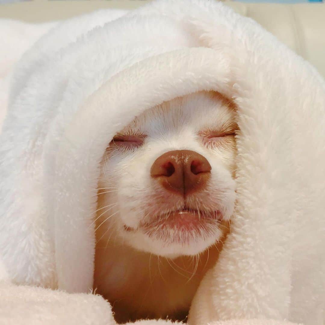 犬塚志乃のインスタグラム