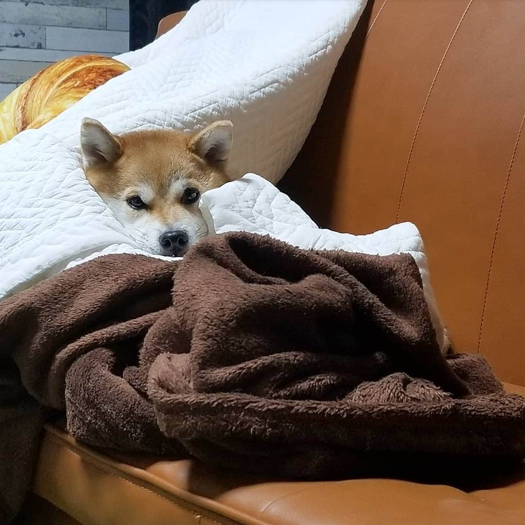 柴犬たま Shibainu Tamaのインスタグラム