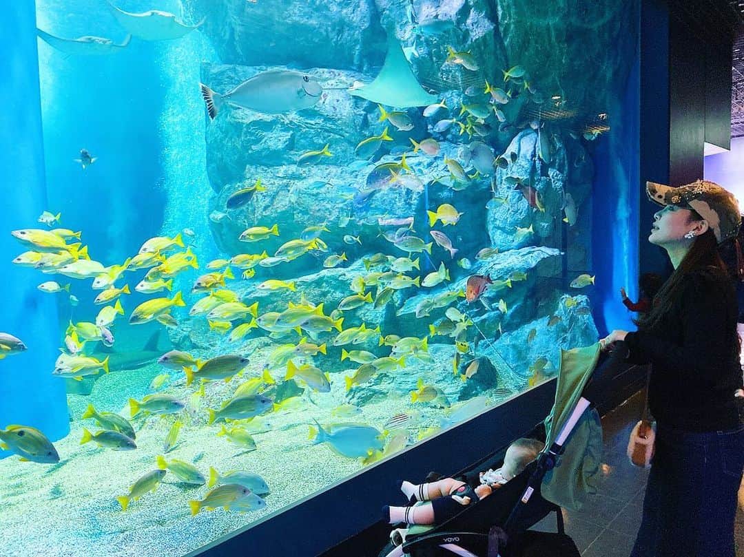 美馬怜子さんのインスタグラム写真 - (美馬怜子Instagram)「水族館って綺麗でワクワクするから、いつまでもいたくなっちゃう🐠🐟🐡💕 年間パスポートもゲットしたよ😊 . #品川アクアリウム #水族館 #aquarium」11月8日 9時16分 - mimaryoko