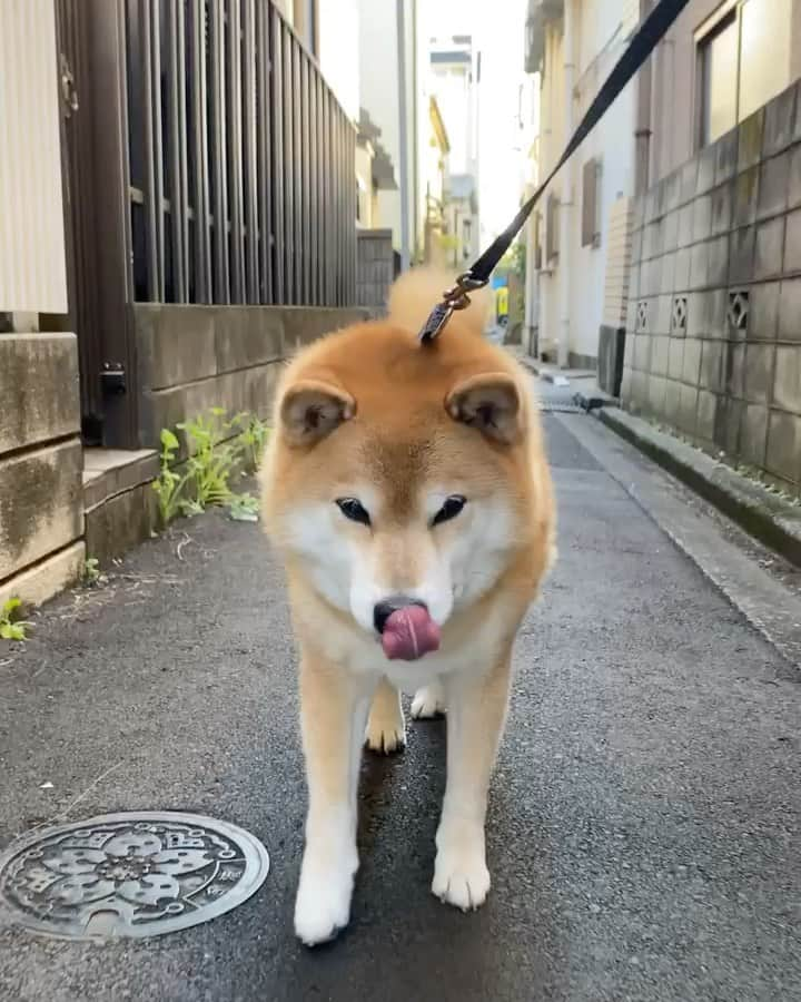 まる（まるたろう）のインスタグラム