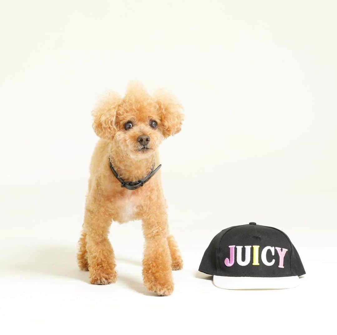 DJ JUICYのインスタグラム：「JUICYくん！　久しぶりのスタジオ撮影📸💙 #dog#dogstagram#instadog#toypoodle#toypoodlelife#トイプー#13歳#ジューシー #撮影」