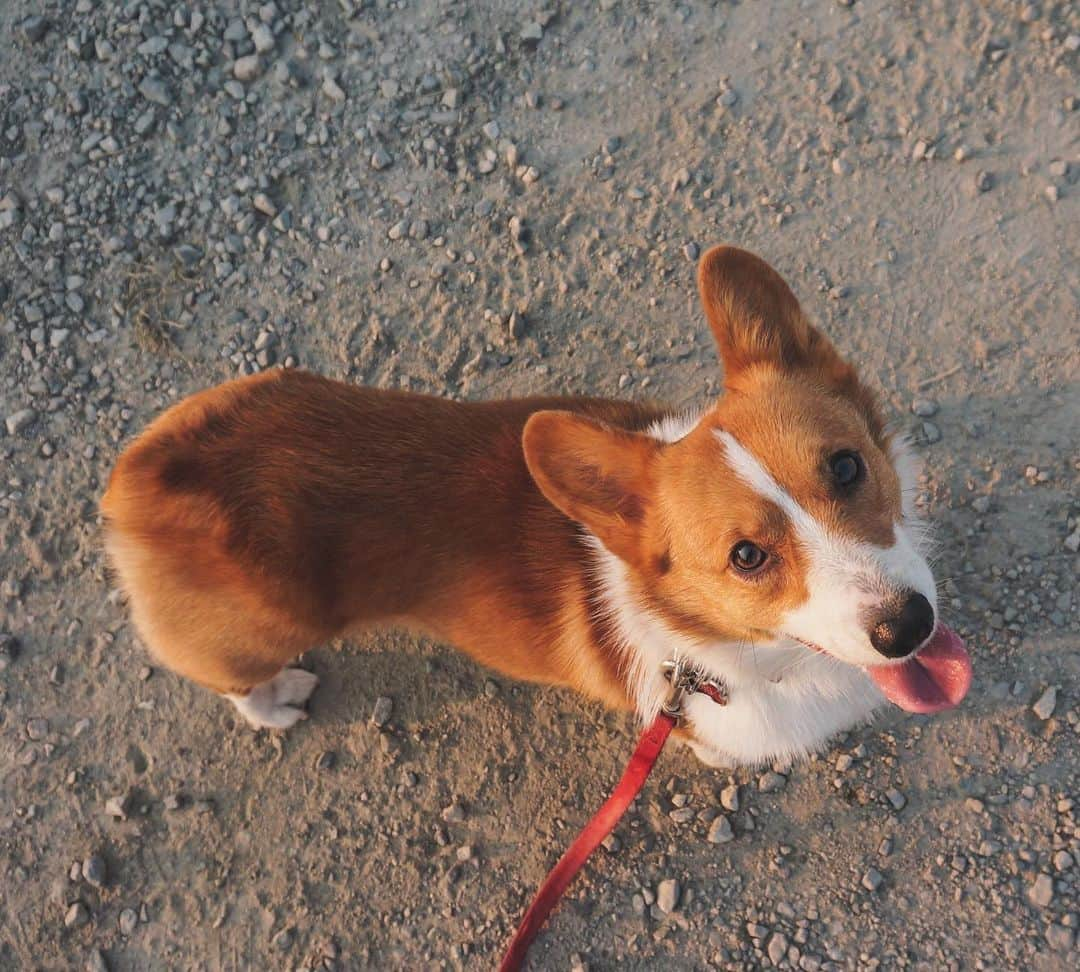 Loki the Corgiさんのインスタグラム写真 - (Loki the CorgiInstagram)「How I wish I could walk beside you once more ♥ #tbt #LokiForever」11月8日 9時55分 - lokistagram