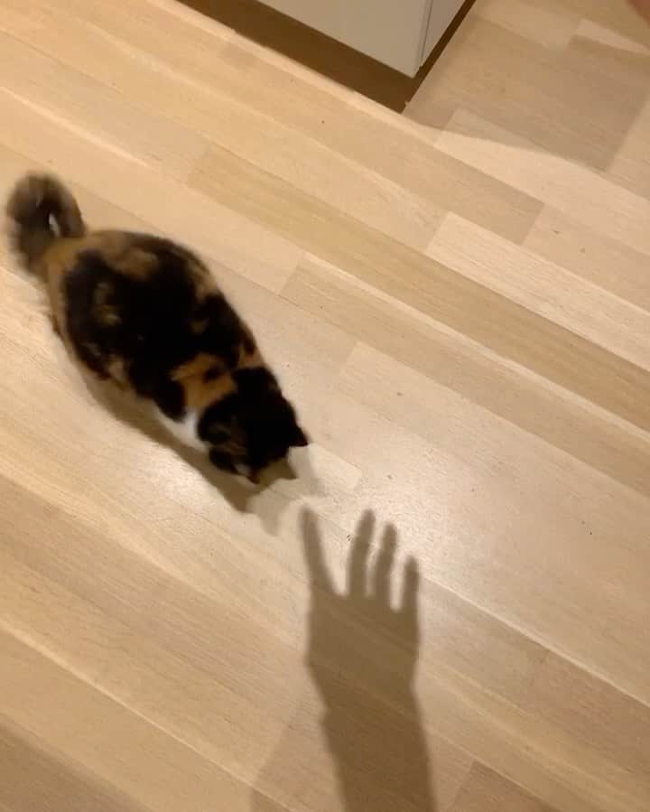 のインスタグラム：「Pudge never plays with cat toys, but will chase every shadow she sees.」