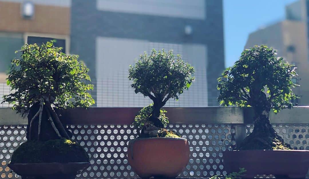 のインスタグラム：「天気よし #盆栽 #bonsai #bonsaijapan #japanesebonsai #wabisabi #bonsailovers #bonsailife #bonsaitree #bonsaiart #bonsaigram #bonsaiworld #plants #tree #greenlife #greenlifestyle #苔 #moss」