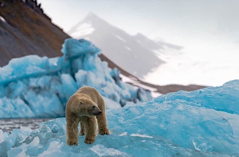 Polar Bearsのインスタグラム：「Did you know that polar bears don’t actually need to drink any water! Well, for most of the year, their water is frozen! There would be plenty of water popsicles for them! But they get all their liquid from the prey that they eat! #PolarBearWeek Day 5 Magnificent image by @wikstrom_photography」