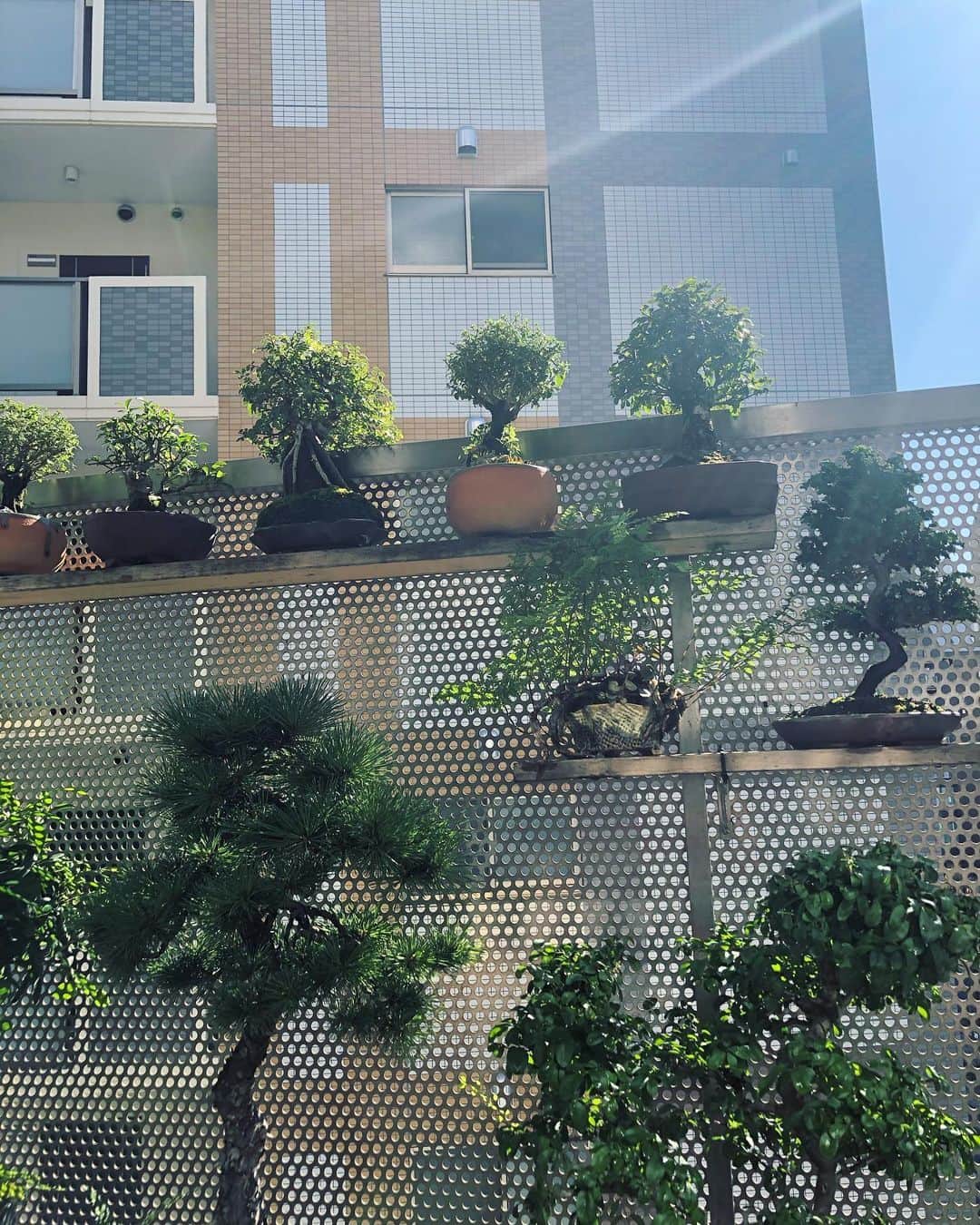のインスタグラム：「天気よし。 #盆栽 #bonsai #bonsaijapan #japanesebonsai #wabisabi #bonsailovers #bonsailife #bonsaitree #bonsaiart #bonsaigram #bonsaiworld #plants #tree #greenlife #greenlifestyle #苔 #moss」