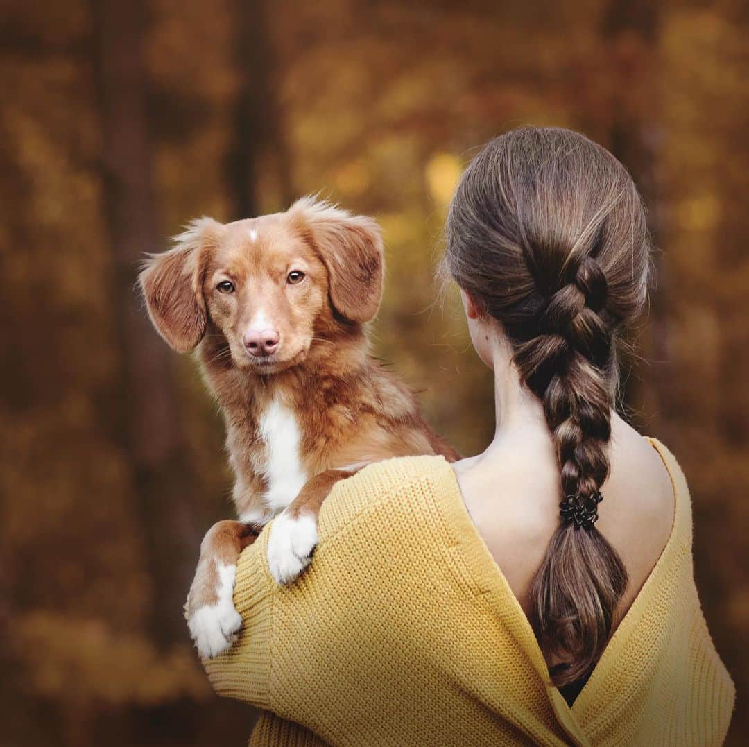 DogsOf Instagramのインスタグラム：「“Autumn is definitely a toller season, as they look absolutely adorable among orange and brown leaves.” writes @kes_theincredible  #dogsofinstagram」