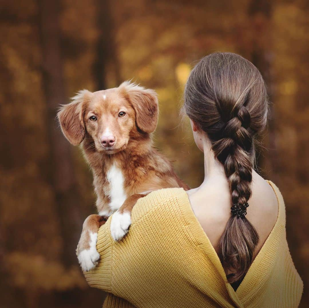 DogsOf Instagramさんのインスタグラム写真 - (DogsOf InstagramInstagram)「“Autumn is definitely a toller season, as they look absolutely adorable among orange and brown leaves.” writes @kes_theincredible  #dogsofinstagram」11月8日 12時19分 - dogsofinstagram