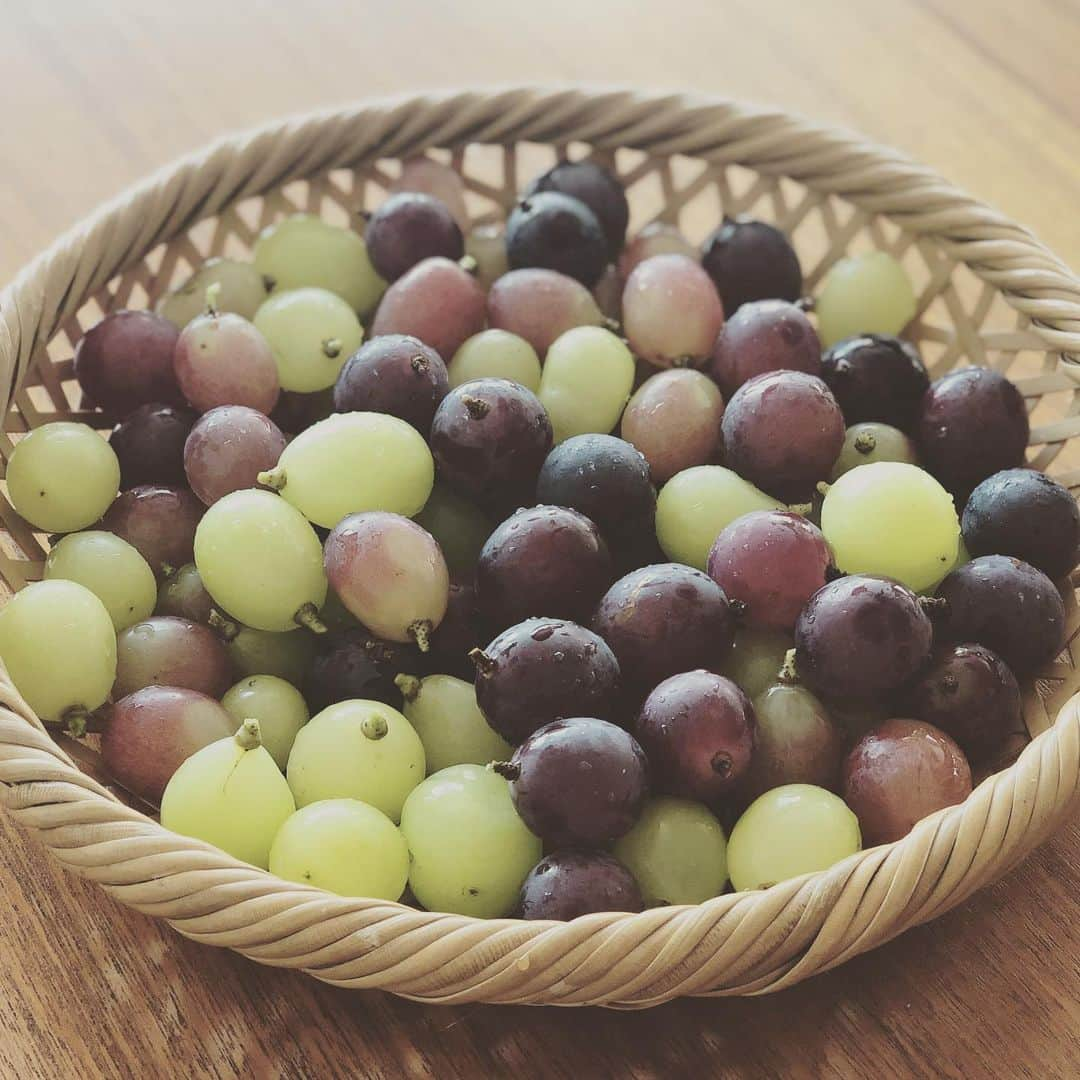 KIKIさんのインスタグラム写真 - (KIKIInstagram)「南アルプス市はフルーツの宝庫🍇✨ お仕事で訪ねるたびに直売所に寄り道するのが楽しみになっています 11月24日には南アルプス市芦安山岳館で開催中のKIKIフォトエッセイ展にあわせて オズマガジン統括編集長の古川誠さんとトークイベントをします！ ぜひ皆さま遊びにいらしてください」11月8日 12時53分 - kiki_campagnepremiere