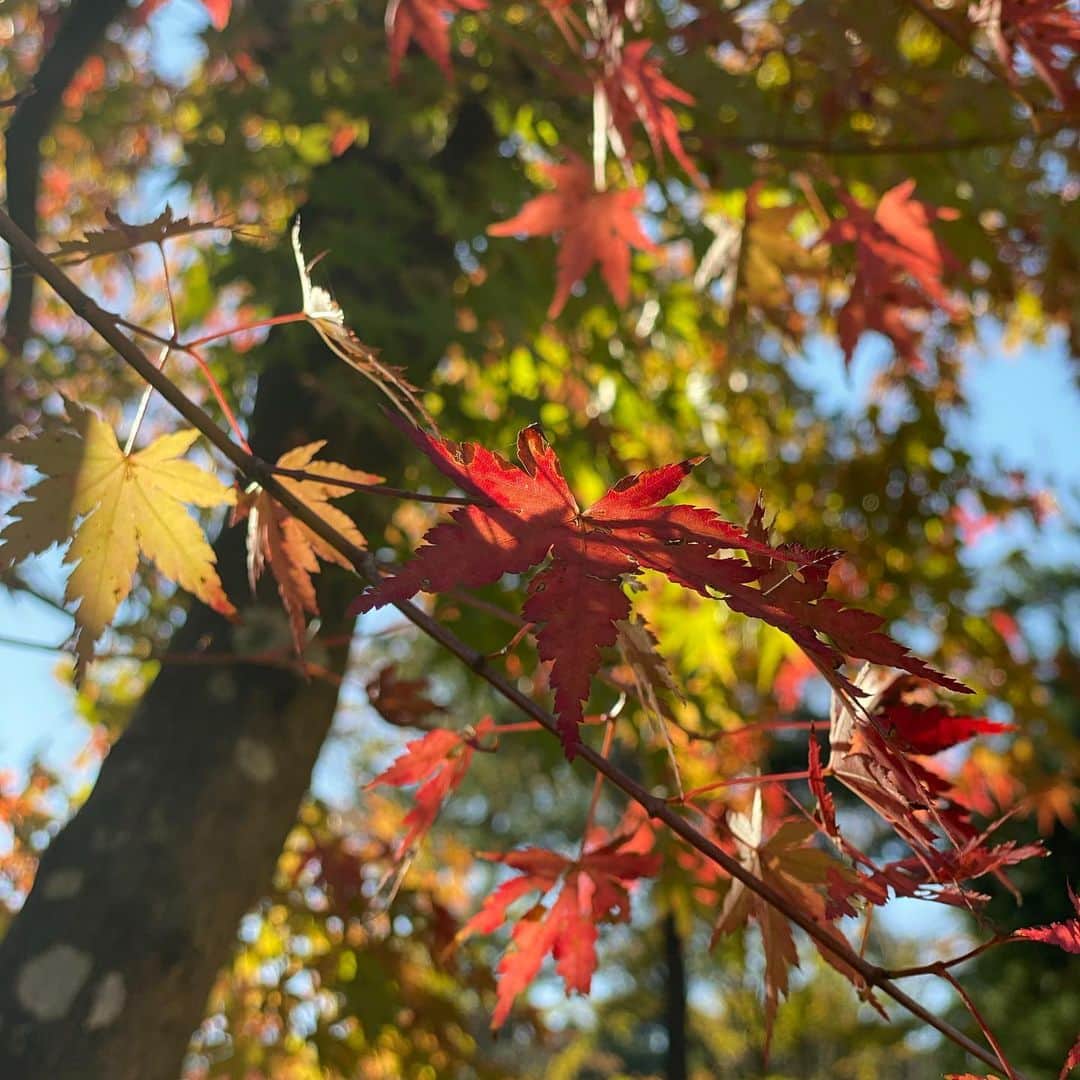 山中崇史のインスタグラム：「🍁相棒のロケ先で。 #紅葉 #もみじ #かえで」