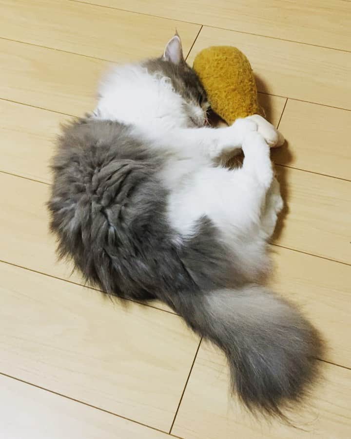 三好春奈のインスタグラム：「蹴りたいチキン #cat #猫 #銀次 #またたび #ニトリ」