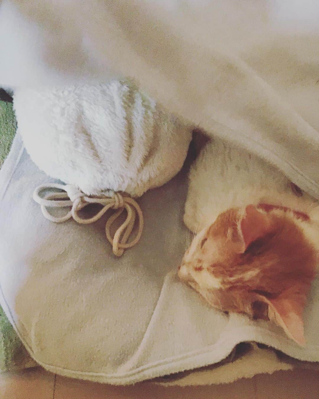 のインスタグラム：「イオちゃん、元気なくはないのだけど、昨日から食欲が、ちいとダウンね。  うちの生徒さんが、イオにと持ってきてくれた湯たんぽをベッドに入れて、ブランケットをかけてネコタツに。  冷えはおんなの大敵よ。人間も、猫も。  #猫沢イオ　#焦らずとも良い　#ゆっくりゆっくり進みましょう」