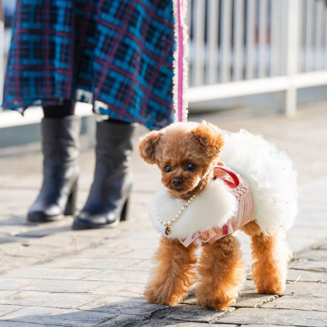 ? Tia ?さんのインスタグラム写真 - (? Tia ?Instagram)「Cute walking🥺❣️ … … #toypoodle #toypoodlered #toypoodlegram #toypoodlelove #minipoodle #littlepoodle #redpoodle #cutewalk #cutepetclub #instadog #お散歩🐾 #cutedog  #adorable #cutest  #socute #ilovemydog #トイプードル #coolangel369 #お散歩 #todayswanko #instapoodle #ティーカッププードル #teacuppoodle #お散歩写真 #お散歩大好き #お散歩日和 #coralkitchen #コーラルキッチン」11月9日 0時06分 - tia1101