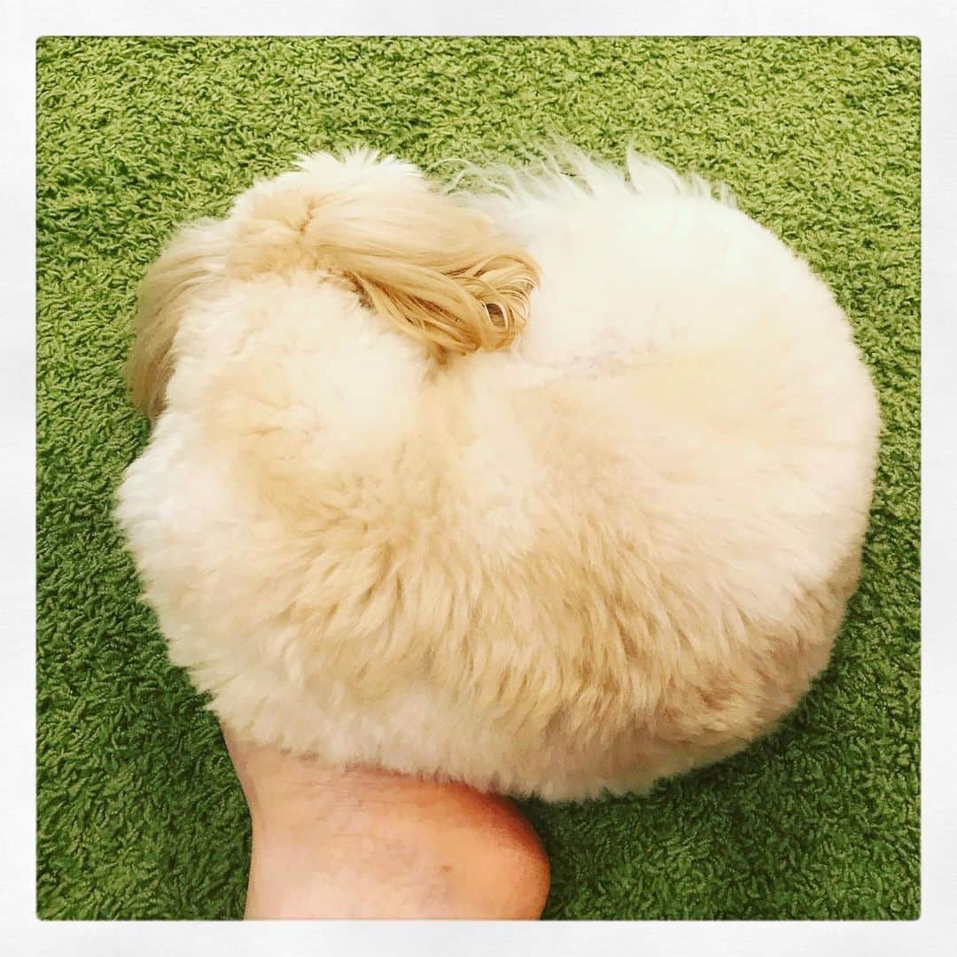 北山陽一のインスタグラム：「気付いたら足の裏に #ワンモナイト #まうまうタイプ  #きたやまおもち」
