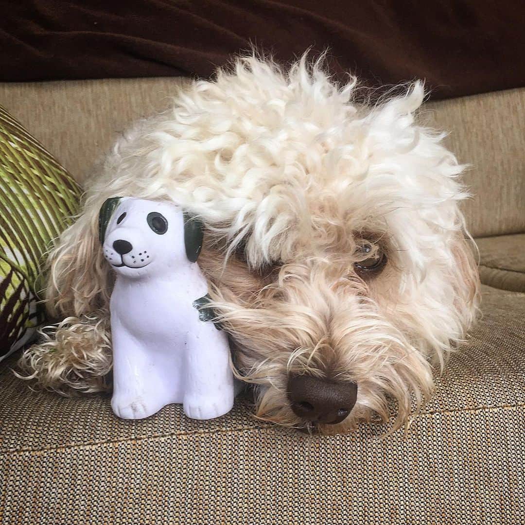 シャーニ・ヴィンソンのインスタグラム：「Missing this face 🐶 @jaggerpoo」