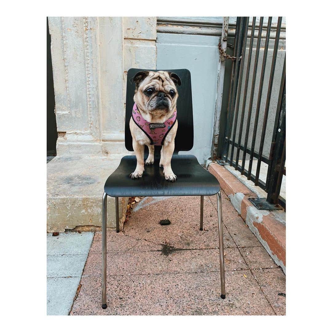 Melissa Santiagoのインスタグラム：「She’s over me and the chairs. #DailyPug #LeicaHarrietPancakes #DiscardedChairsOfTheMission」