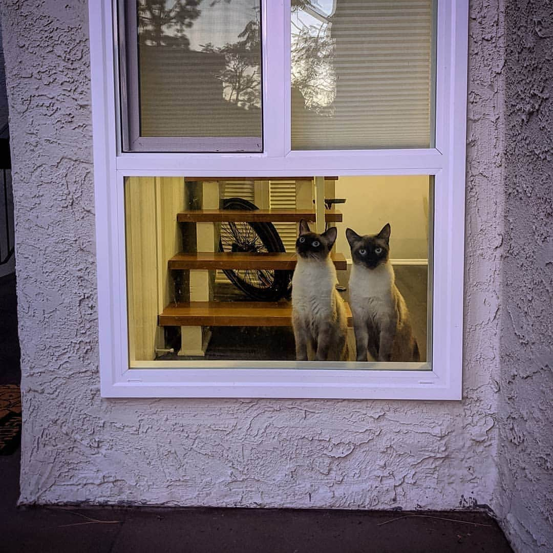 siamese_love_さんのインスタグラム写真 - (siamese_love_Instagram)「from @jaredn13 -  What are these strange creatures? -. #cat #猫#gattisiamesi #Siamesi#Siamese #siamcAt #siamesecatlovers #siamcatlovers #siamesemix #siamesekitten #siamesekitty #siamés #siamesecatoftheday #gatto #chat#siamesecatofinstagram #siamesecats#siamesecat #instasiamese#siamesebluepoint #gattosiamese #gatos#고양이 #kat#katze#kotka#köttur  #샴고양이 #샴 #シャム猫」11月8日 16時58分 - siamese_love_