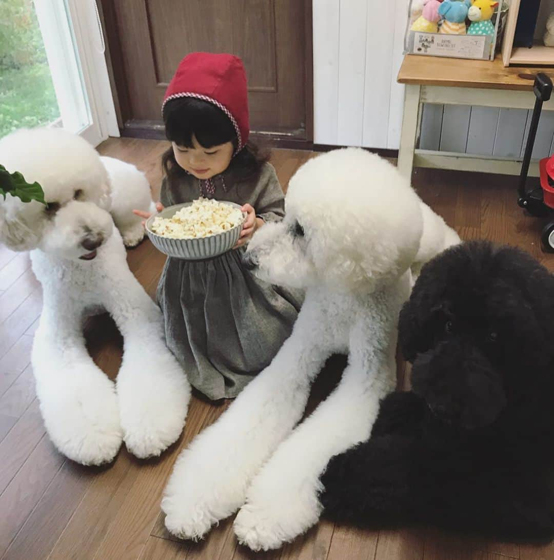 たまねぎさんのインスタグラム写真 - (たまねぎInstagram)「. . ポップコーンどうぞ召し上がれ(*´ω｀*) . . #standardpoodle #dog #lovedogs #poodlesofinstagram #スタンダードプードル #大型犬と子供 #poodle #dogstagram #いぬのいる生活 #もふもふ部 #わんこ部 #子どもと犬  #kidsanddog #ママリ #キズナ #コドモノ #いこーよ #いぬのきもち #犬と暮らす #いぬなしでは生きていけません #幸せな時間 #ポップコーン #ホワイトプードル #召し上がれ #terahana_made」11月8日 17時06分 - tamanegi.qoo.riku