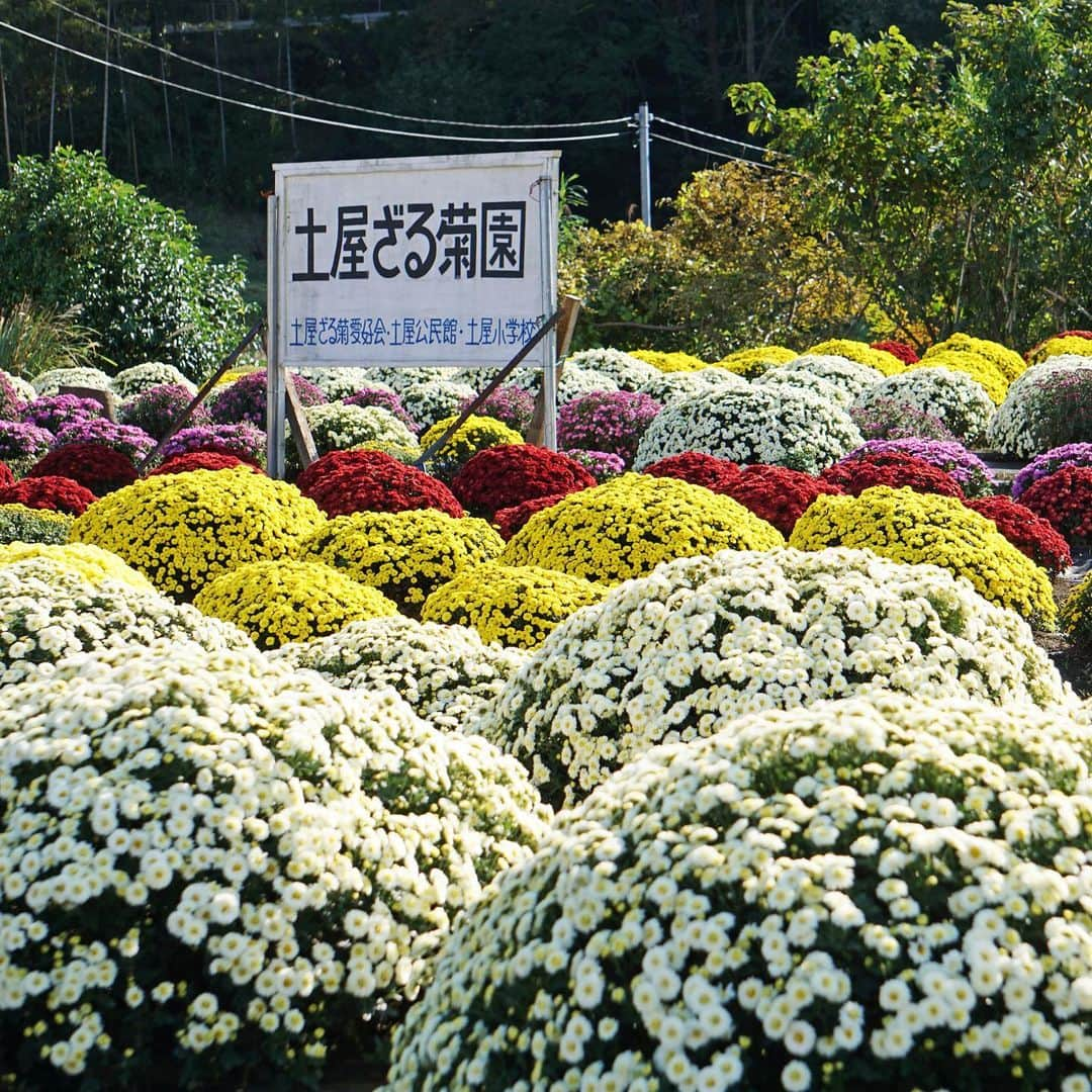 平塚市さんのインスタグラム写真 - (平塚市Instagram)「* 土屋のざる菊は今が見ごろ。 花のお山が列を作って とってもカラフル！ 写真映えしちゃうね。 みなさま、よい週末を！ **************** #手をつなぎたくなる街 #hiratsukagood #hiratsuka#平塚 #shonan#湘南 #土屋#ざる菊園 #きく#キク #菊#ざる菊 #chrysanthemum#マム #花のある生活 #お花畑#ザ花部 #はなまっぷ#秋の花 #colorful #週末の過ごし方 #日々#暮らし #instagramjapan#igersjp」11月8日 17時00分 - hiratsukagood