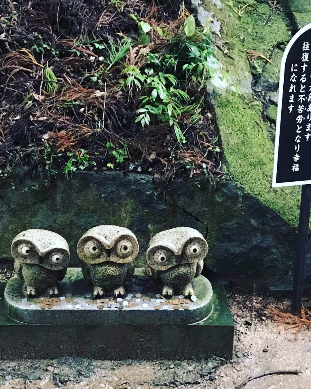 LOVE ME DOさんのインスタグラム写真 - (LOVE ME DOInstagram)「フクロウの神社、鷲子山上神社（とりのこさんしょうじんじゃ）に行きました！雨の日なのでポンチョを来てフクロウをイメージしました！ #フクロウの神社  #フクロウ神社 #鷲子山上神社」11月8日 17時05分 - lovemedo_fortunteller